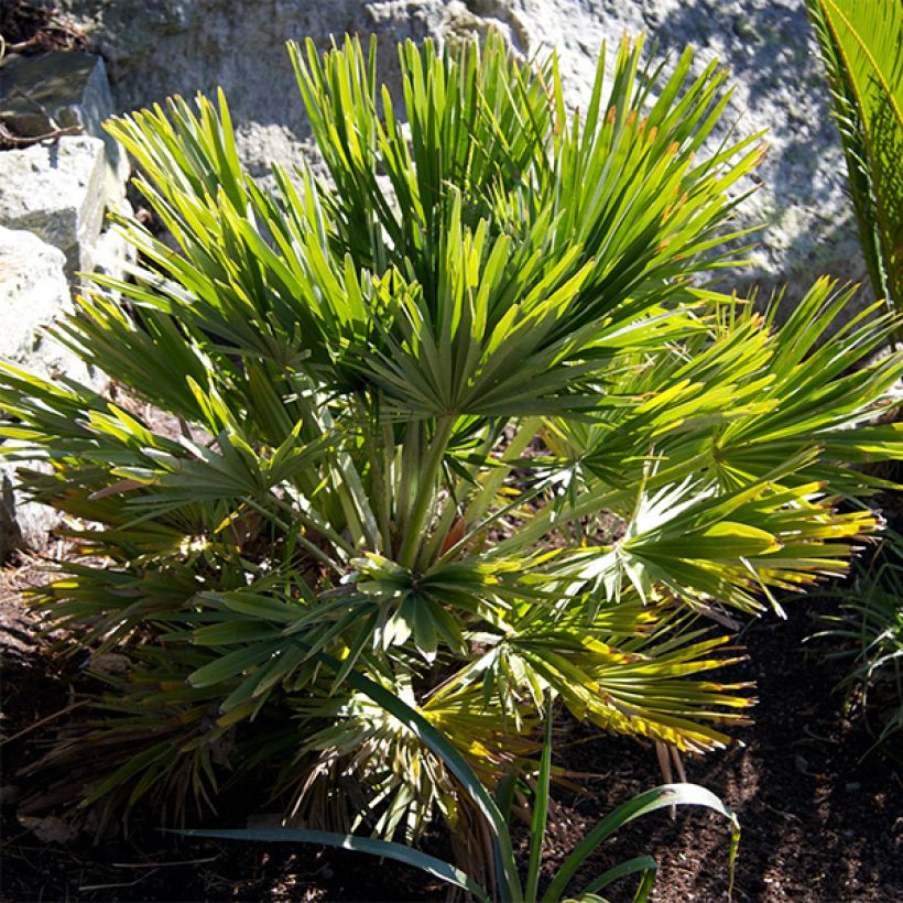 Chamaerops humilis Vulcano - Palma di San Pietro (Porto)