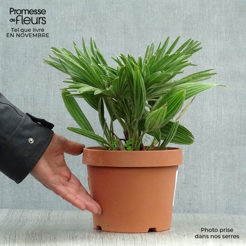 Esemplare di Chamaerops humilis Vulcano - Palma di San Pietro Vaso da 2L/3L come consegnato in autunno