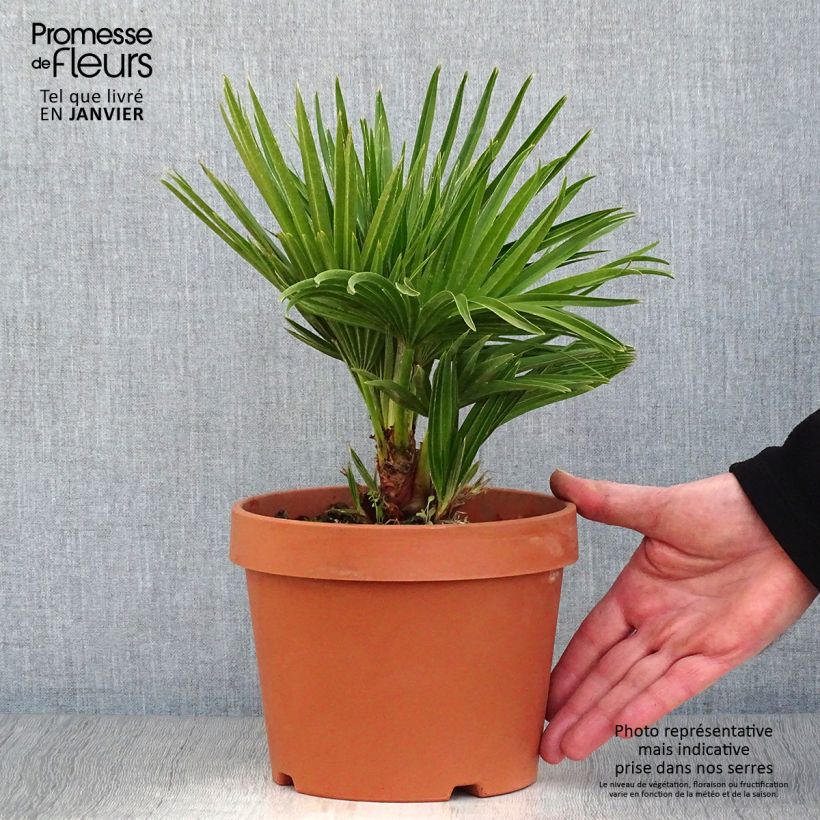 Chamaerops humilis Vulcano - Palma di San Pietro Vaso da 2L/3L esemplare consegnato in inverno