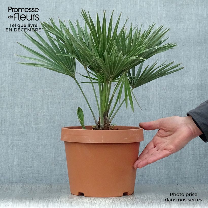 Chamaerops humilis Vulcano - Palma di San Pietro Vaso da 4L/5L esemplare consegnato in inverno