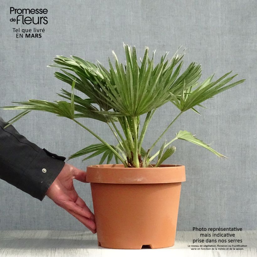Chamaerops humilis Vulcano - Palma di San Pietro Vaso da 4L/5L esemplare consegnato in primavera