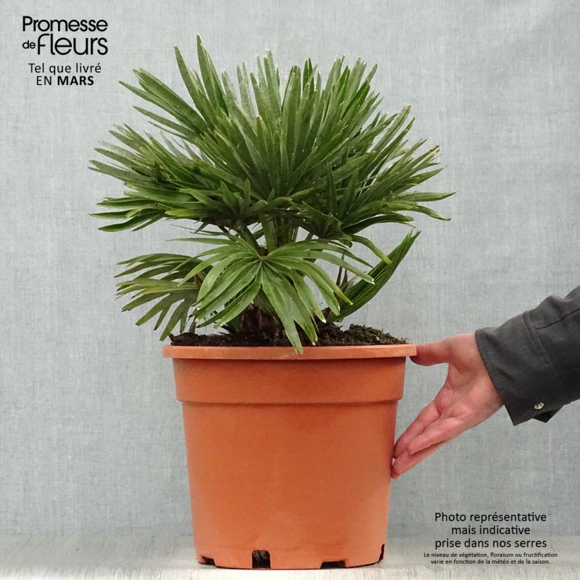 Chamaerops humilis Vulcano - Palma di San Pietro Vaso da 6L/7L esemplare consegnato in primavera