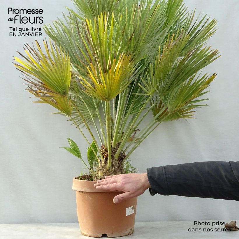 Chamaerops humilis Vulcano - Palma di San Pietro Vaso da 6L/7L esemplare consegnato in inverno