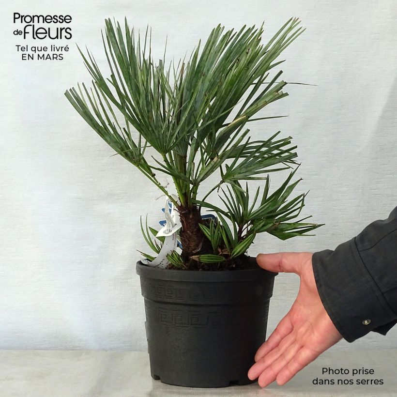 Chamaerops humilis var. cerifera - Palma di San Pietro Vaso da 3L/4L esemplare consegnato in primavera