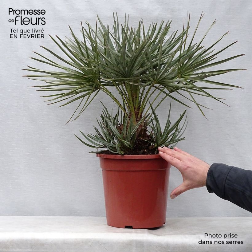 Chamaerops humilis var. cerifera - Palma di San Pietro Vaso da 7,5L/10L esemplare consegnato in inverno