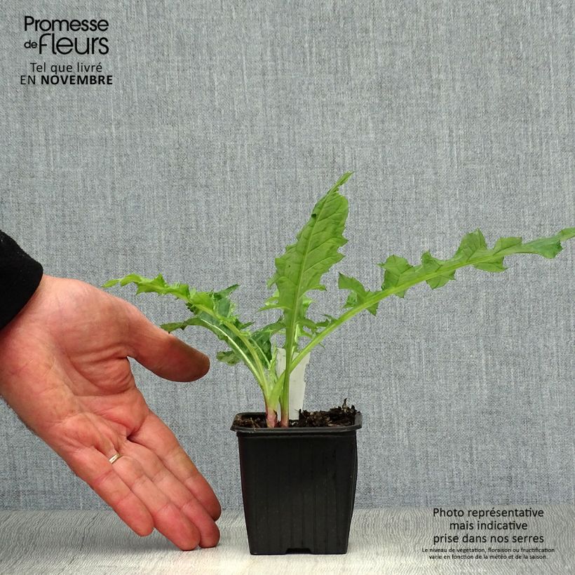 Esemplare di Echinops bannaticus Star Frost - Cardo pallottola Vasetto da 8/9 cm come consegnato in autunno