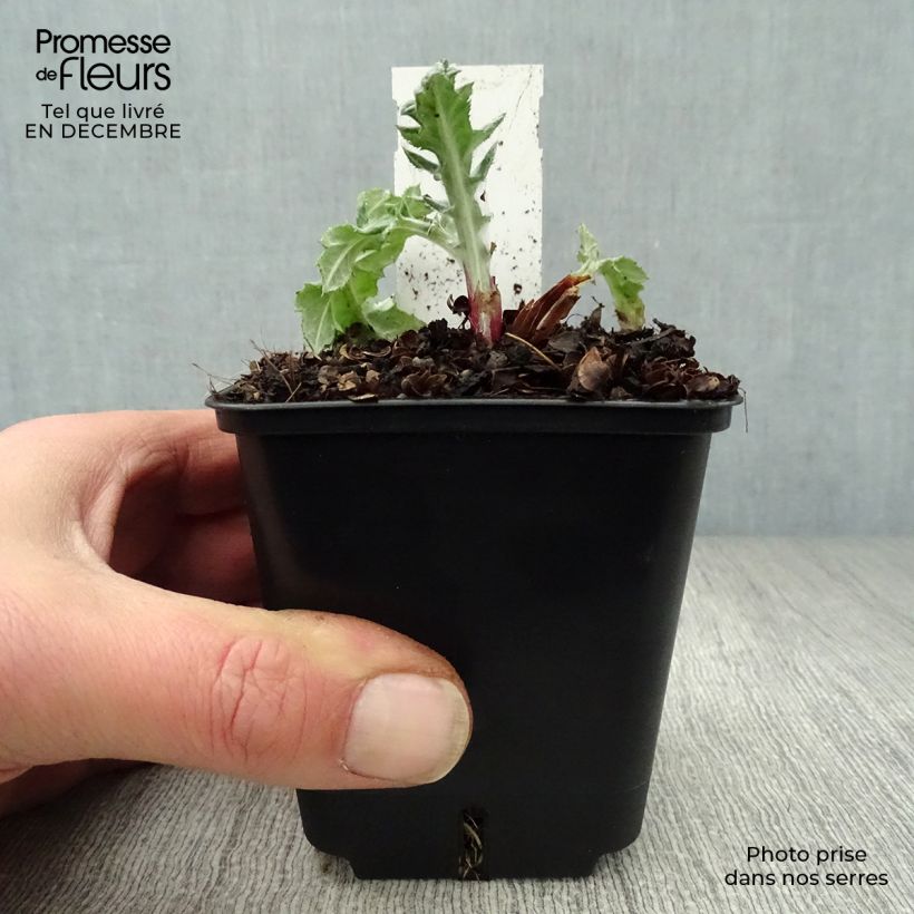 Echinops bannaticus Star Frost - Cardo pallottola Vasetto da 8/9 cm esemplare consegnato in inverno