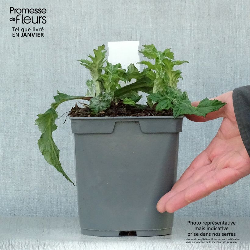 Echinops ritro - Cardo-pallottola coccodrillo Vaso da 2L/3L esemplare consegnato in inverno