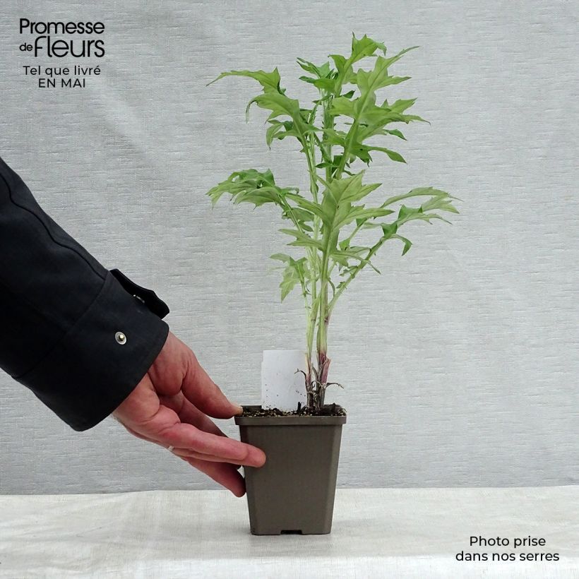 Echinops ritro - Cardo-pallottola coccodrillo Vasetto da 7/8 cm esemplare consegnato in primavera