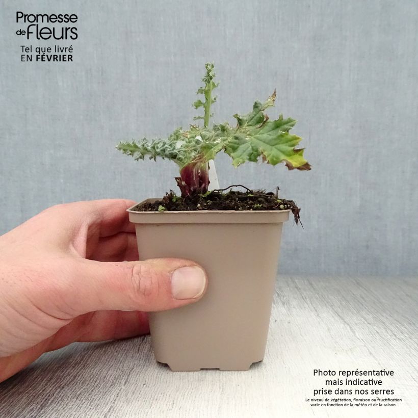 Echinops sphaerocephalum Arctic Glow - Cardo-pallottola maggiore Vasetto da 8/9 cm esemplare consegnato in inverno