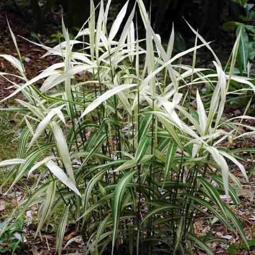 Chasmanthium latifolium River Mist (Porto)