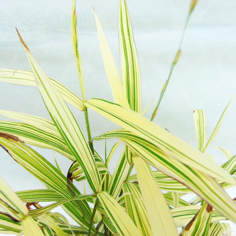 Chasmanthium latifolium River Mist (Fogliame)