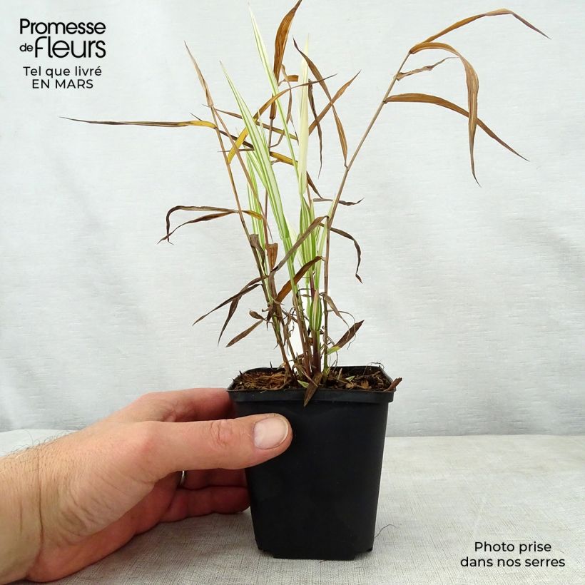 Chasmanthium latifolium River Mist Vasetto da 8/9 cm esemplare consegnato in primavera