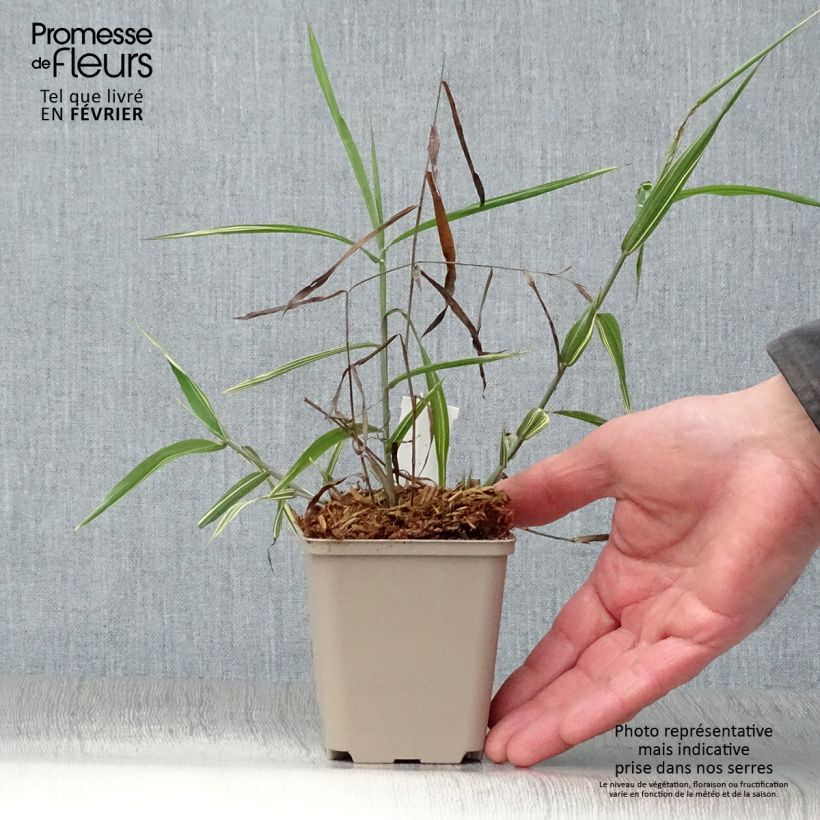 Chasmanthium latifolium River Mist Vasetto da 8/9 cm esemplare consegnato in inverno