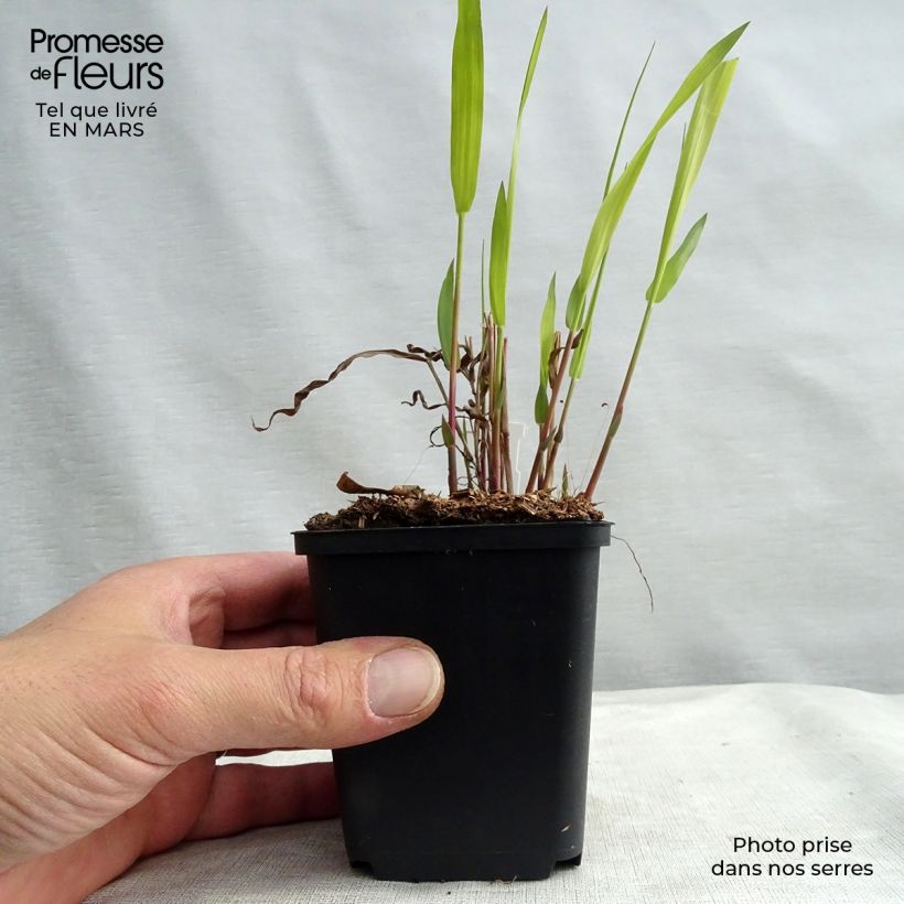 Chasmanthium latifolium Vasetto da 8/9 cm esemplare consegnato in primavera