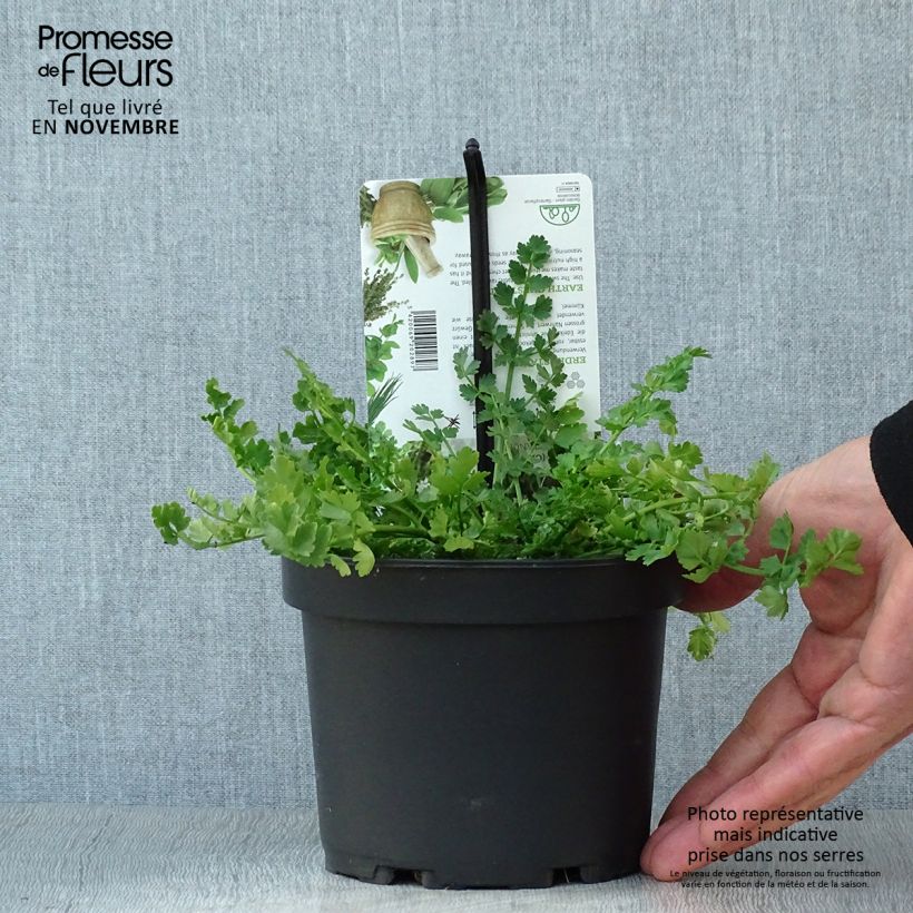 Esemplare di Bunium bulbocastanum - Bulbocastano comune Vaso da 1,5L/2L come consegnato in autunno