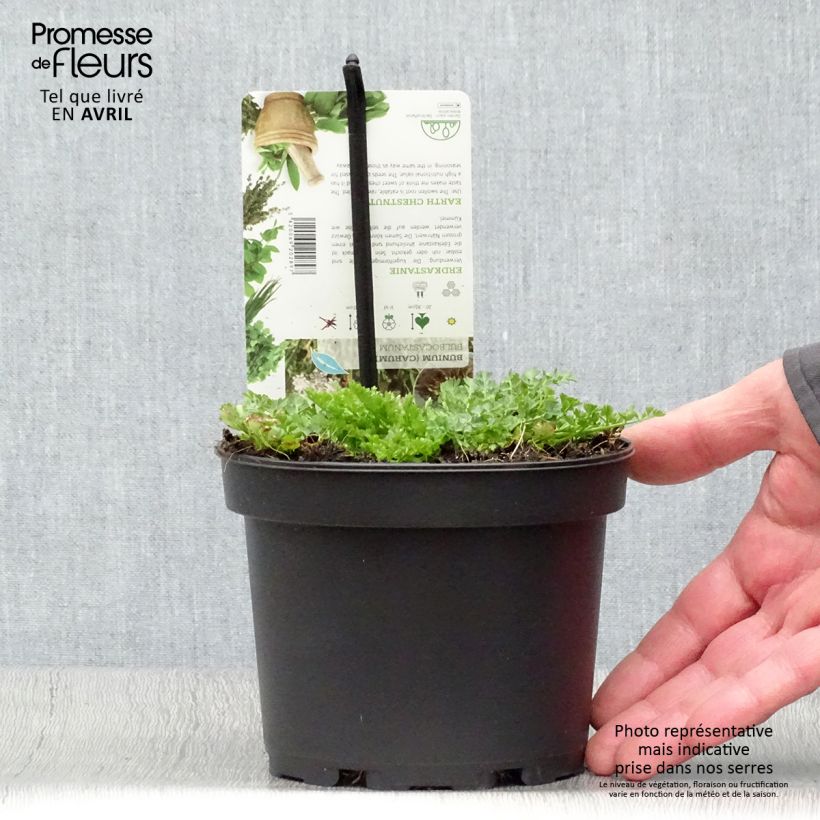 Bunium bulbocastanum - Bulbocastano comune Vaso da 1,5L/2L esemplare consegnato in primavera