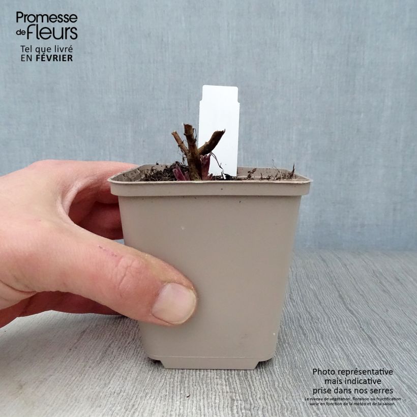 Nepeta nuda Anne's Choice Vasetto da 8/9 cm esemplare consegnato in inverno