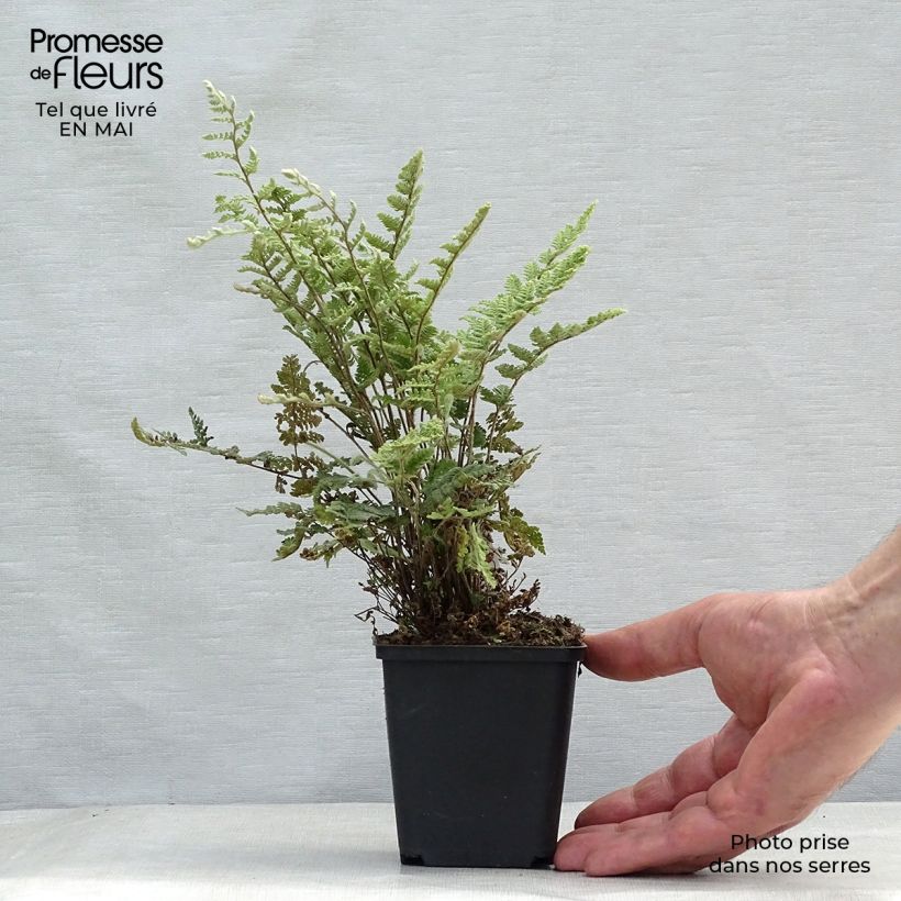 Cheilanthes lanosa - Felce Vasetto da 8/9 cm esemplare consegnato in primavera