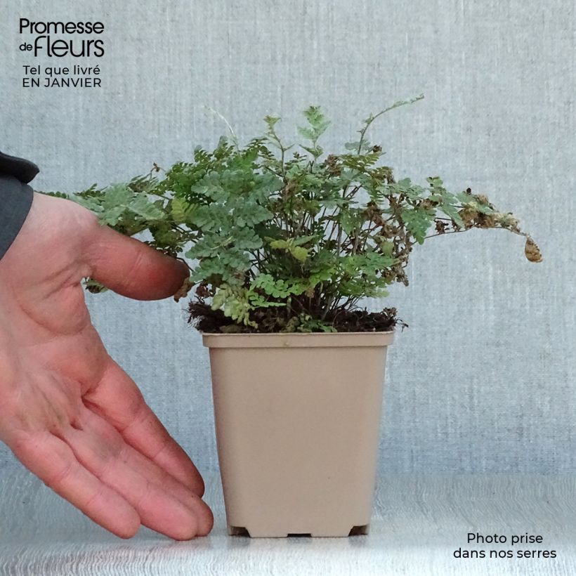 Cheilanthes lanosa - Felce Vasetto da 8/9 cm esemplare consegnato in inverno