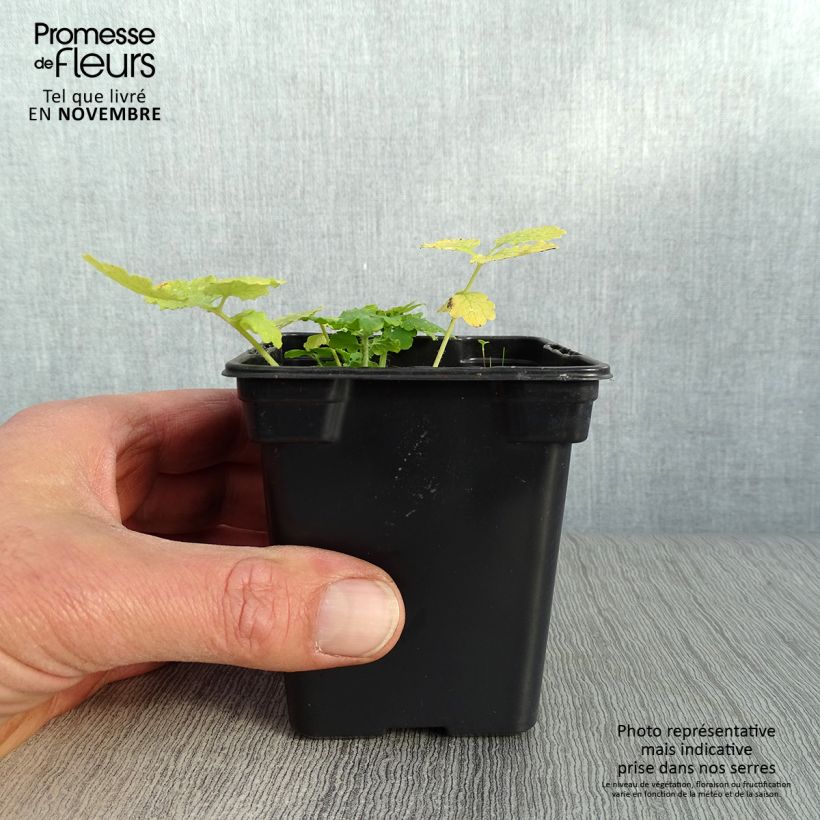 Esemplare di Chelidonium majus - Erba porraia Vasetto da 7/8 cm come consegnato in autunno