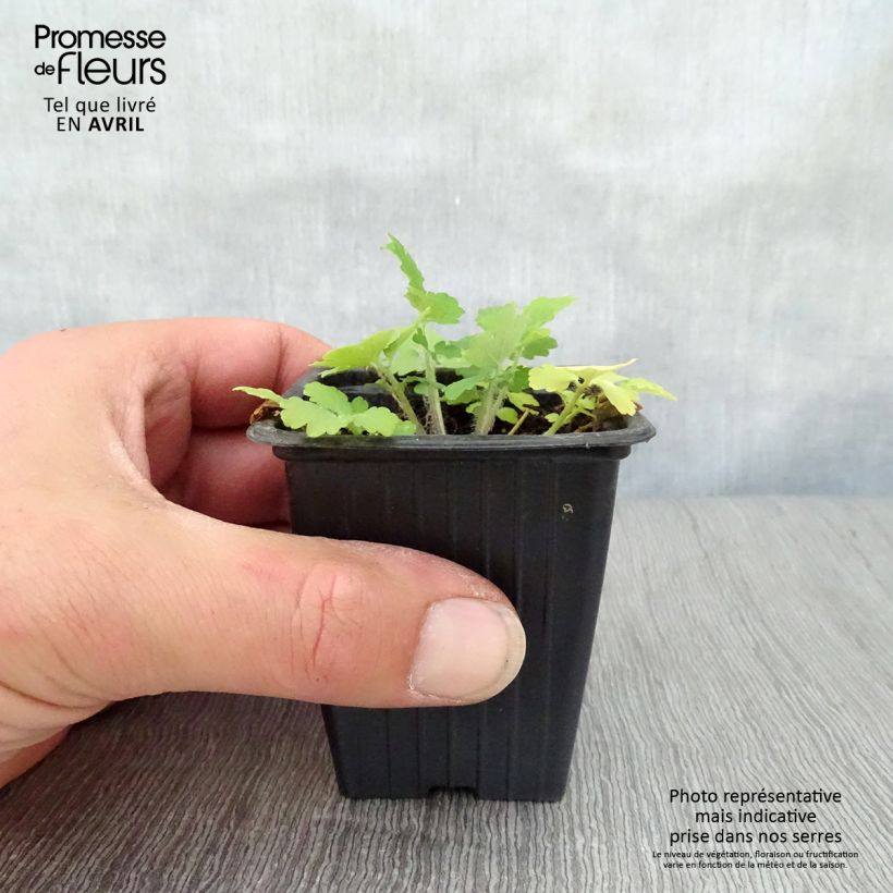 Chelidonium majus - Erba porraia Vasetto da 7/8 cm esemplare consegnato in primavera