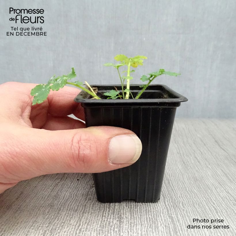 Chelidonium majus - Erba porraia Vasetto da 7/8 cm esemplare consegnato in inverno