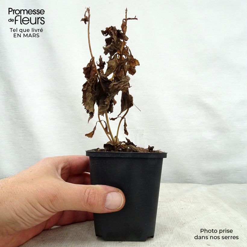 Chelone lyonii Hot Lips Vasetto da 8/9 cm esemplare consegnato in primavera