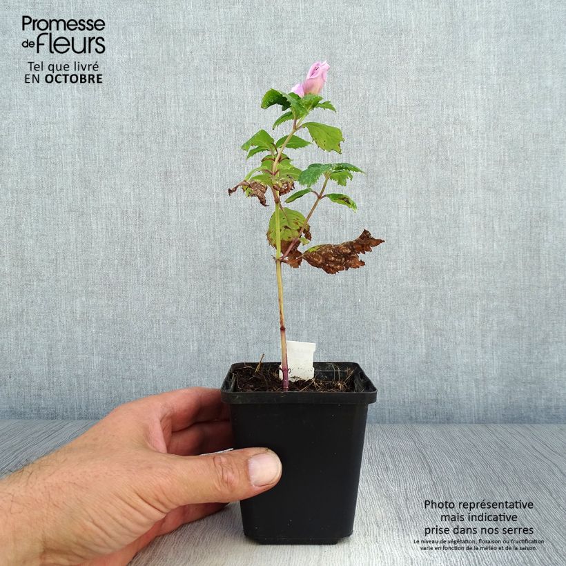 Esemplare di Chelone lyonii Hot Lips Vasetto da 8/9 cm come consegnato in autunno