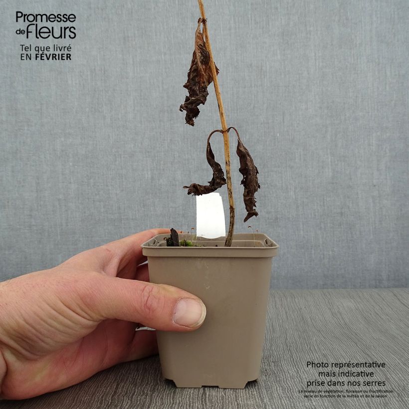 Chelone lyonii Hot Lips Vasetto da 8/9 cm esemplare consegnato in inverno