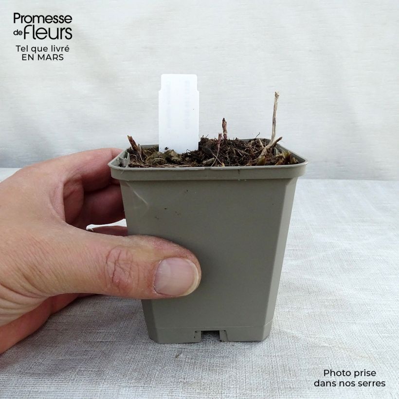 Chelone obliqua - Testa di tartaruga Vasetto da 8/9 cm esemplare consegnato in inverno