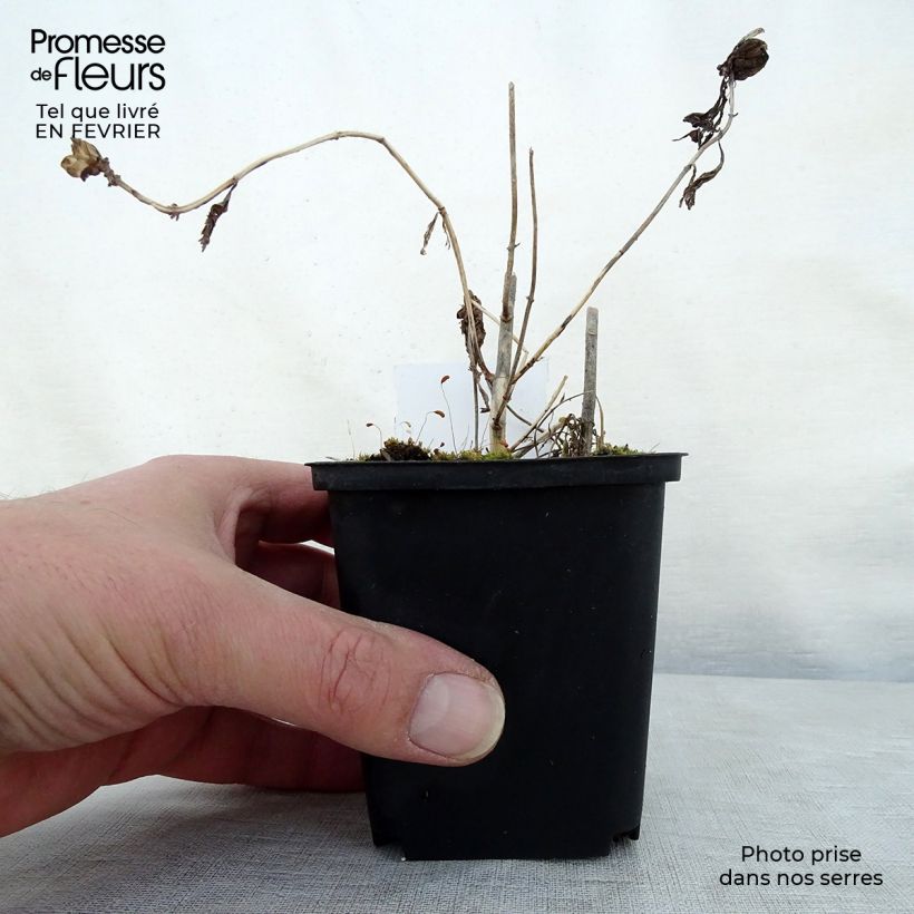 Chelone obliqua Alba - Testa di tartaruga Vasetto da 8/9 cm esemplare consegnato in inverno