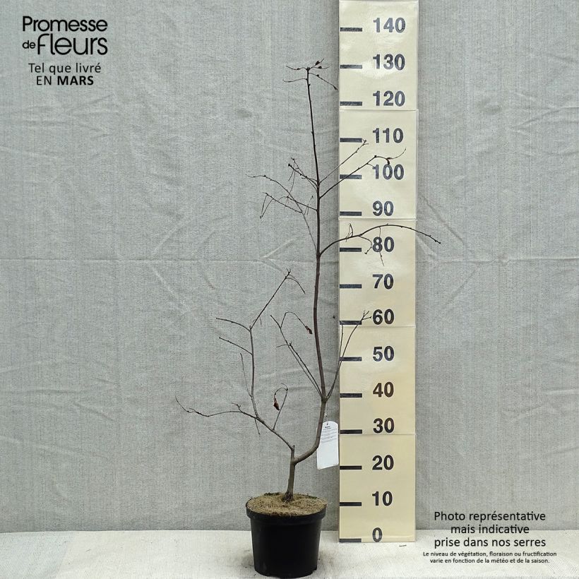 Quercus coccinea Splendens - Quercia scarlatta Vaso da 4L/5L esemplare consegnato in inverno