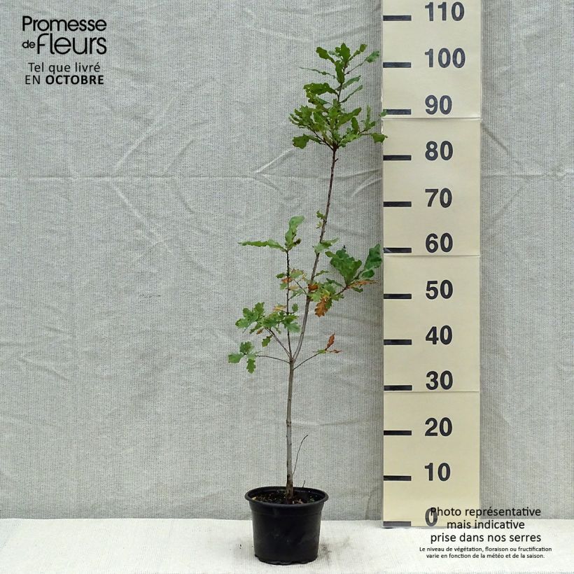 Esemplare di Quercus robur - Farnia Vaso da 2L/3L come consegnato in autunno