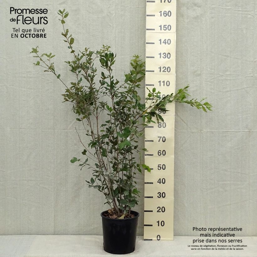 Esemplare di Quercus ilex - Quercia leccio Vaso da 6L/7L come consegnato in autunno