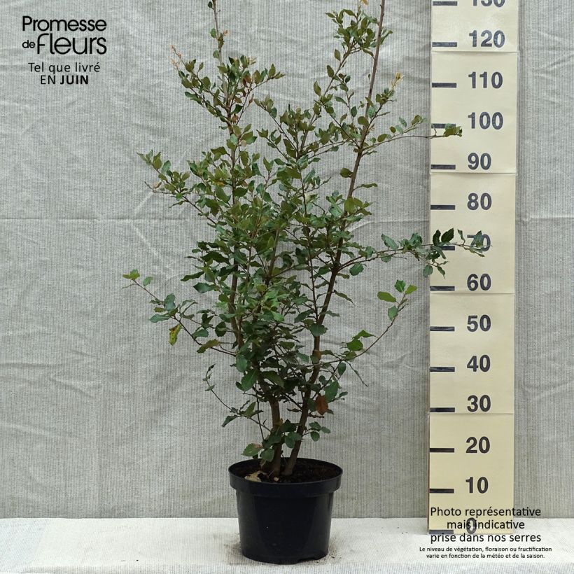 Quercus ilex - Quercia leccio Vaso da 6L/7L, A cespuglio esemplare consegnato in primavera