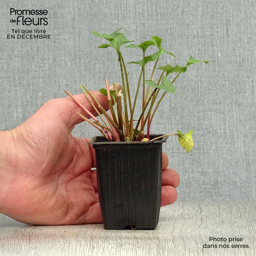 Spinacio selvatico bonus-henricus Bio Vasetto da 8/9 cm esemplare consegnato in inverno