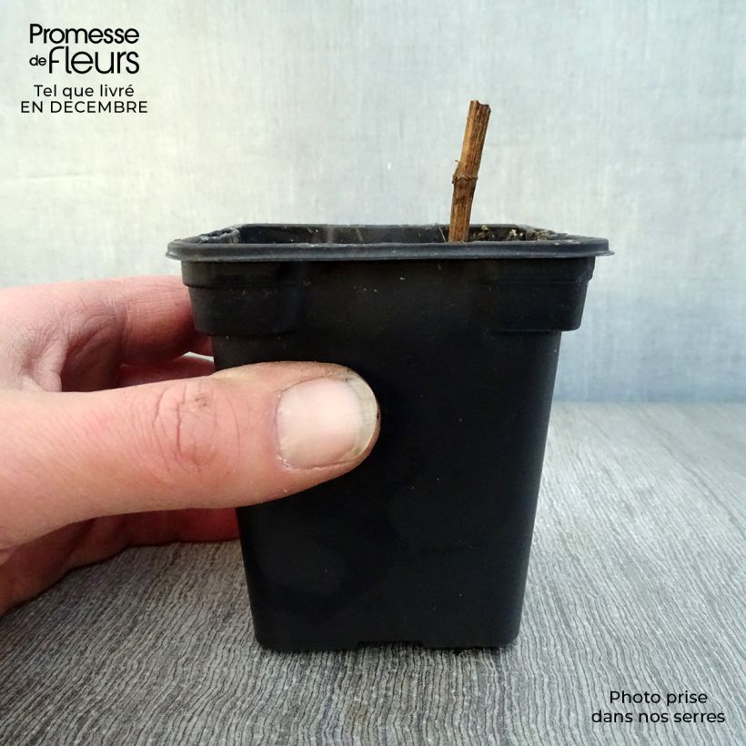 Sium sisarum Bio - Sedanina Vasetto da 8/9 cm esemplare consegnato in inverno