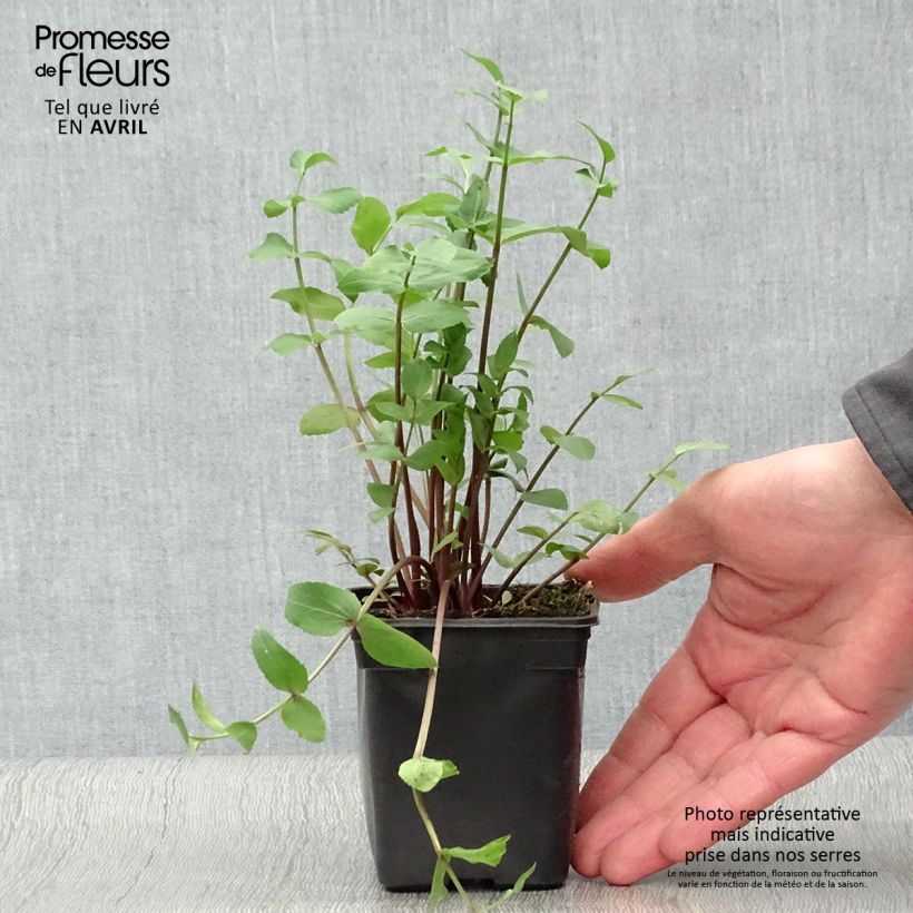 Sium sisarum Bio - Sedanina Vasetto da 8/9 cm esemplare consegnato in primavera