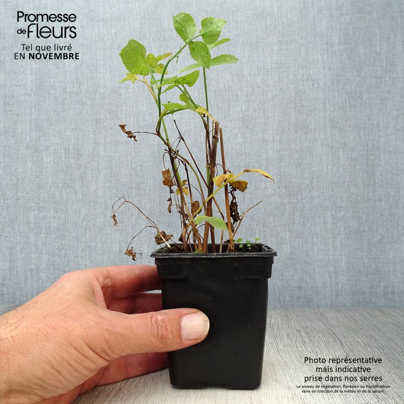 Esemplare di Sium sisarum Bio - Sedanina Vasetto da 8/9 cm come consegnato in autunno