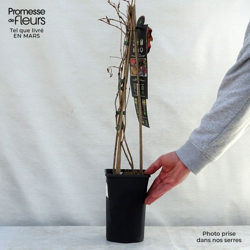 Lonicera brownii Dropmore Scarlet - Caprifoglio rampicante Vaso da 2L/3L esemplare consegnato in primavera