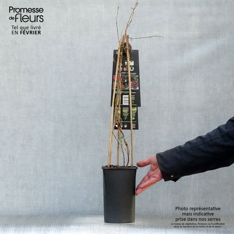 Lonicera brownii Dropmore Scarlet - Caprifoglio rampicante Vaso da 2L/3L esemplare consegnato in inverno