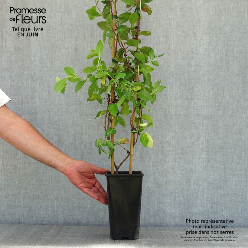 Lonicera periclymenum Caprilia Impérial - Caprifoglio atlantico Vaso da 2L/3L esemplare consegnato in primavera
