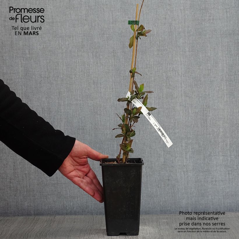 Lonicera Mandarin - Caprifoglio Vaso da 1,5L/2L esemplare consegnato in inverno