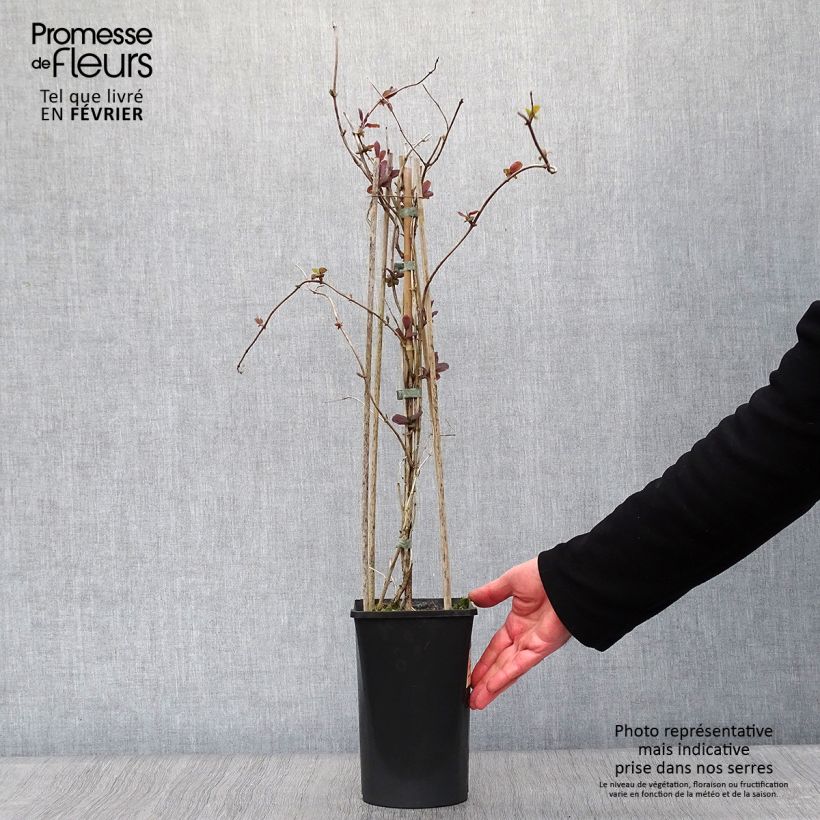 Lonicera caprifolium - Caprifoglio comune Vaso da 1,5L/2L esemplare consegnato in inverno