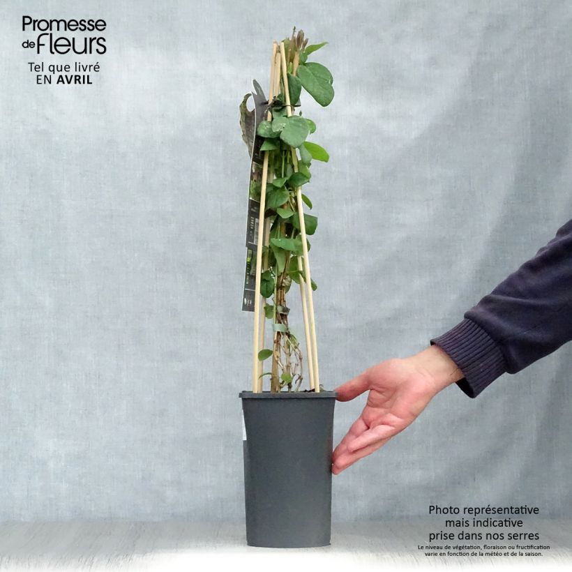 Lonicera caprifolium - Caprifoglio comune Vaso da 1,5L/2L esemplare consegnato in primavera