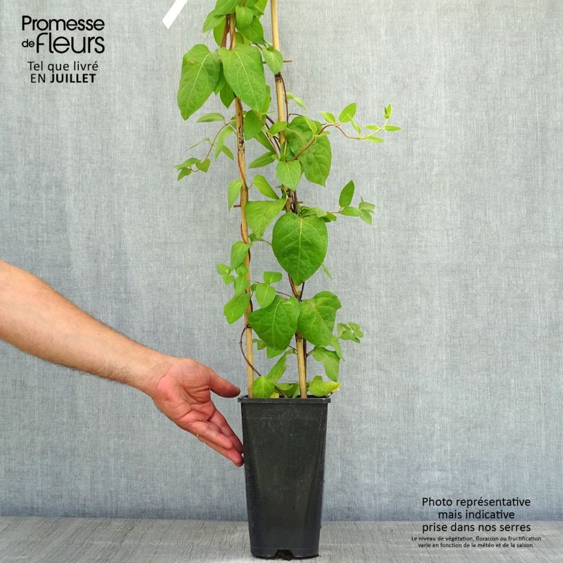 Esemplare di Lonicera similis var. delavayi - Caprifoglio Vaso da 2L/3L consegnato in estate