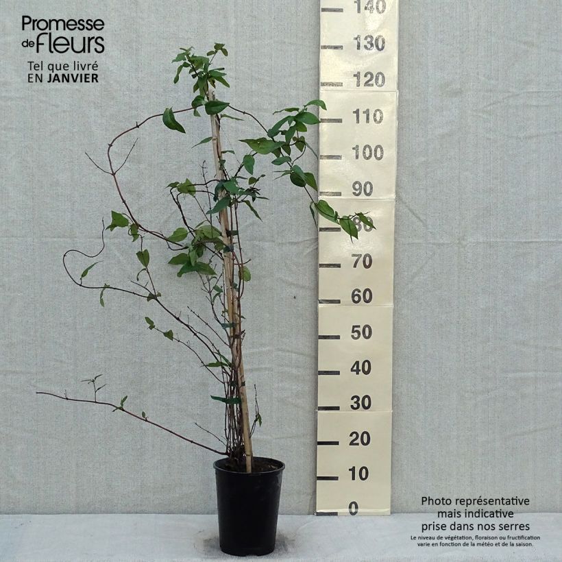 Lonicera similis var. delavayi - Caprifoglio Vaso da 4L/5L esemplare consegnato in inverno