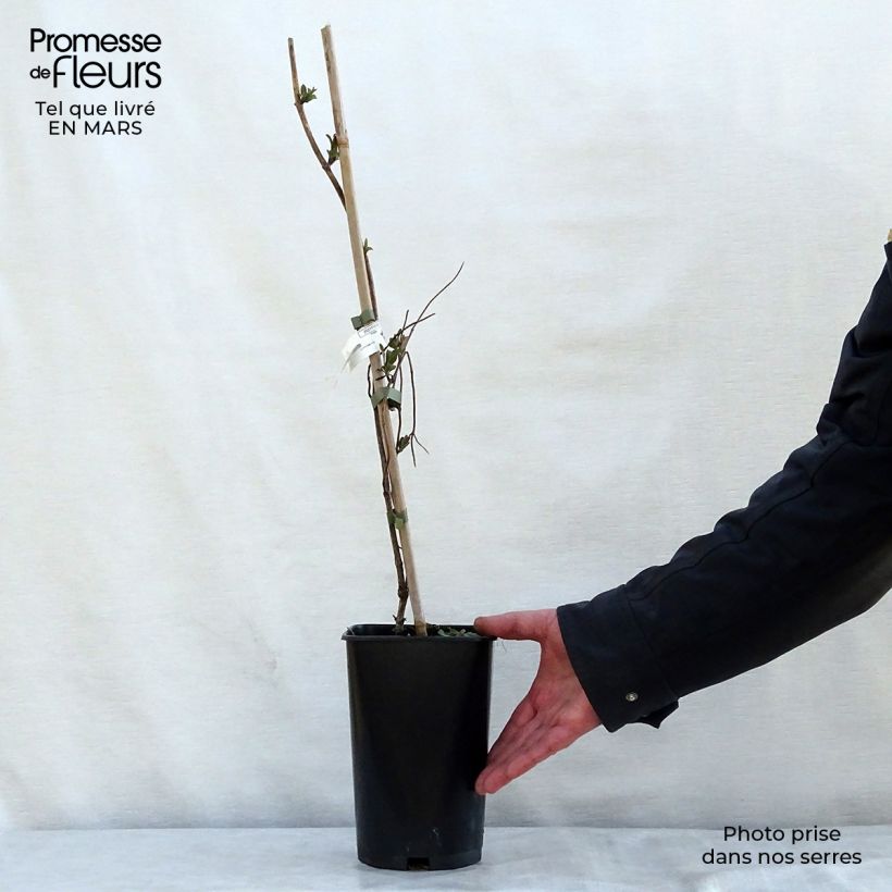 Lonicera heckrottii American Beauty - Caprifoglio heckrottii Vaso da 1,5L/2L esemplare consegnato in primavera