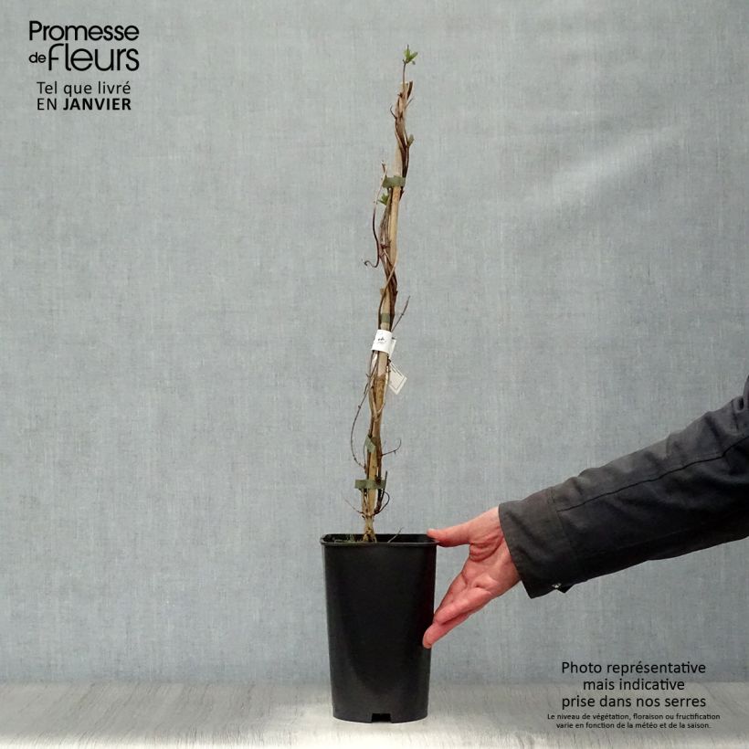 Lonicera heckrottii American Beauty - Caprifoglio heckrottii Vaso da 1,5L/2L esemplare consegnato in inverno